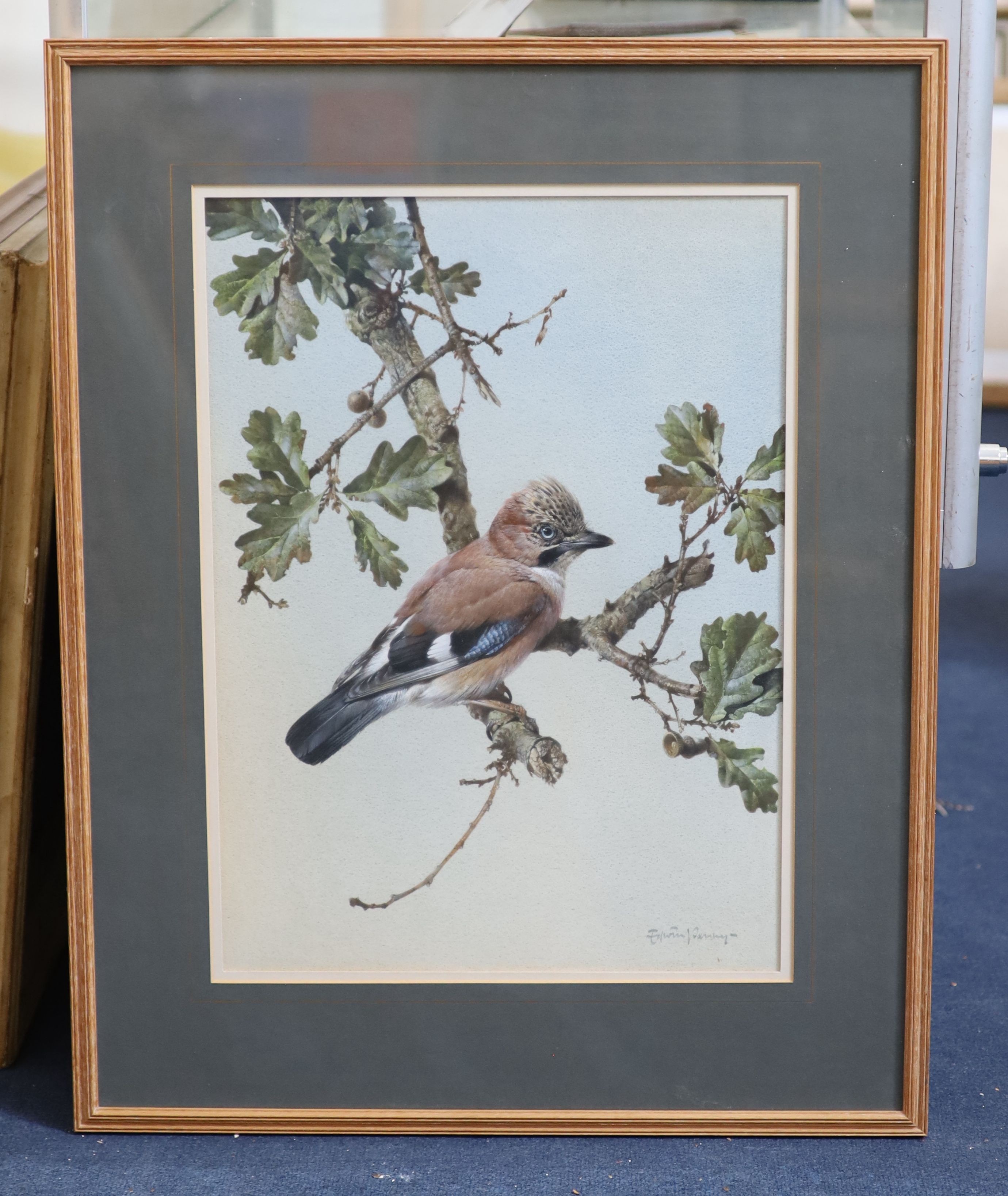 Edwin Penny (1930-2016), Jay on an oak branch, watercolour, 50 x 36cm.